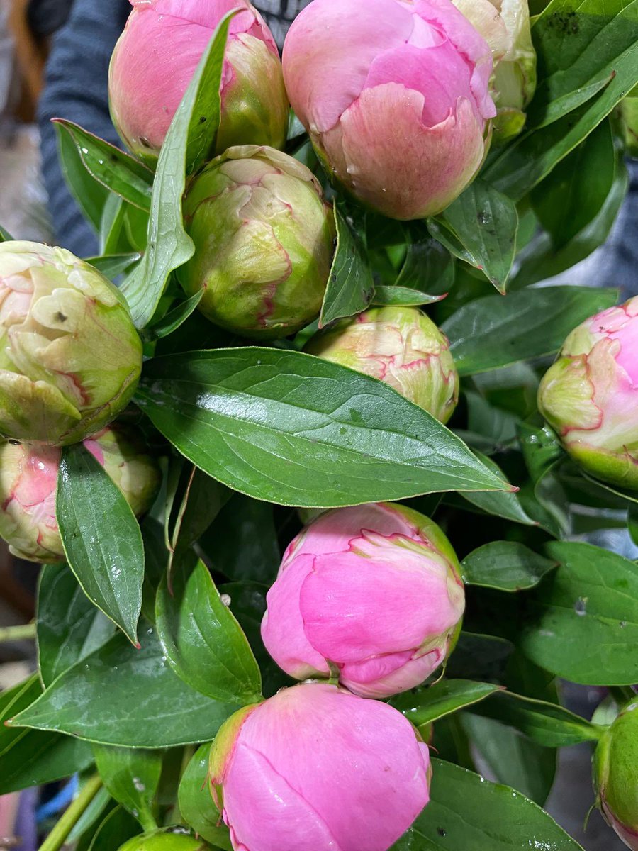 Excitement 👏 Look what’s just dropped? First of the season peonies 🌸 #peonies #peonyseason #peony #flowerpower #shopsmall #shoplocal