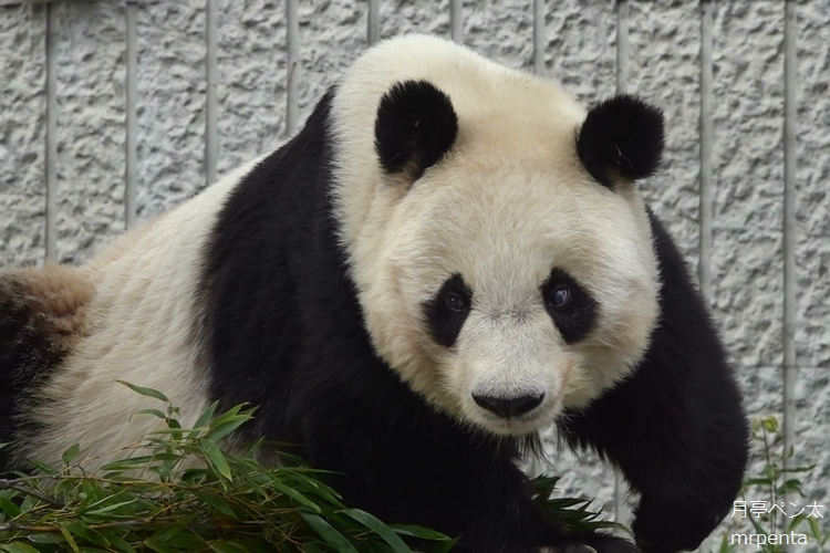 #タンタン 2020.01.30 王子動物園