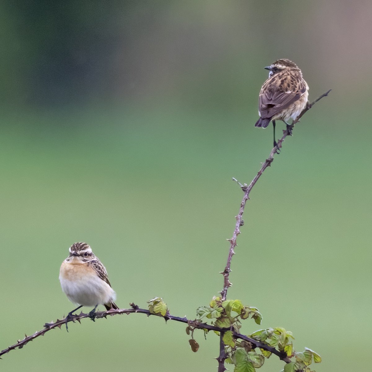 Lovely to see these Whinchat at Goldcliff this morning #gwentbirds #gwentwildlife