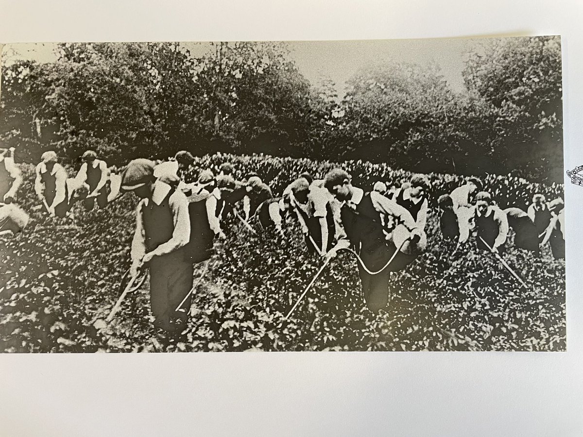 Circa 1938 fungicide training field school in Northern Ireland. Suceptible potatoes still require 10-15 applications to control late blight but fewer people and lower rates. Image courtesy of R. O’Hanlon @Fulbright_Eire @NC_PSI @NCSU_DEPP