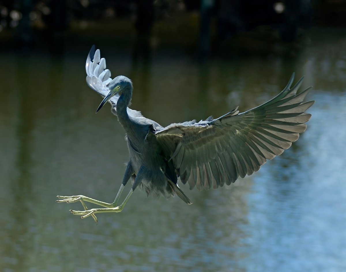 Little Blue Heron  #WaderWednesday