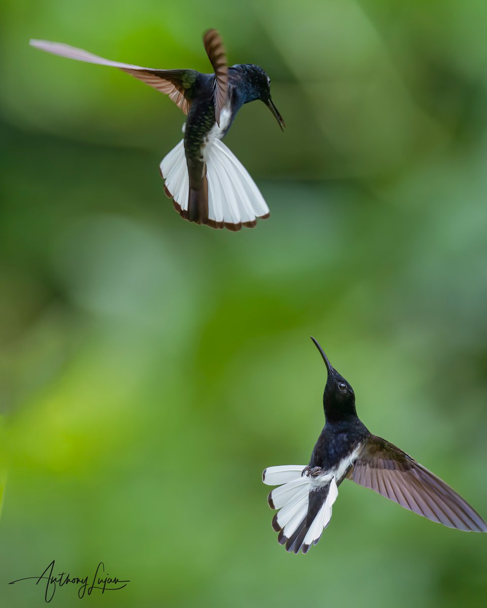 Black Jacobin
Florisuga fusca
IUCN status - Least Concern
Sony A1 - Sony 600mm

#BlackJacobin #Jacobin #hummingbird #nuts_about_birds #earthcapture #nature #hummingbirds #natgeoyourshot #hummingbirdsofbrazil #naturephotography #sonya1 #sony600mm #sony600mmf4 #birdsonearth #bir...