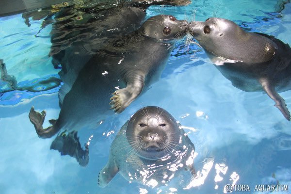 【悲報】水族館にて“非リアのアザラシ”が目撃される
悲しみを背負ったなんとも言えない表情が話題に

#アザラシ #鳥羽水族館(三重県)
aquarium.co.jp