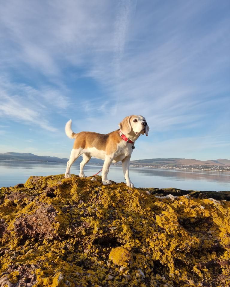 When surveyed, 100% of our respondents indicated the primary reason they go to work is to give their #beagle a better life. 🐶😇 #beaglefacts 📷 @Millegraves / Twitter