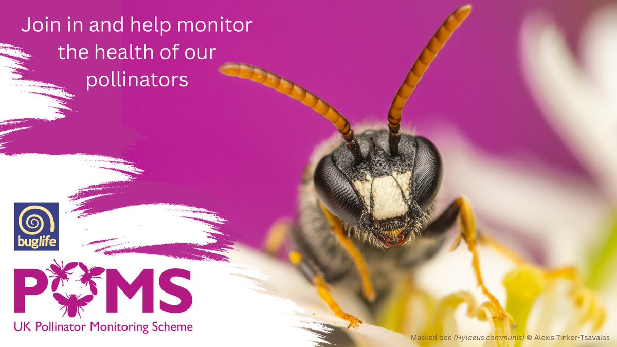 🐝Time for a friendly reminder to continue to carry out @PoMScheme FIT Counts 👇 ukpoms.org.uk 🔎 How are you doing ok with our Bee, Fly or Wasp quiz so far? Want to know more about #SolitaryBeeHour, #SolitaryBeeWeek & #SolitaryBees? 👇 buglife.org.uk/get-involved/s…
