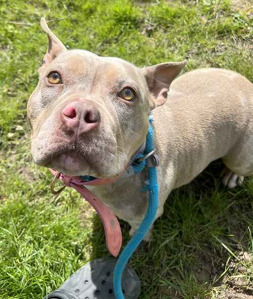 Please retweet to help Odette find a home #EDENBRIDGE #KENT #UK 🔷AVAILABLE FOR ADOPTION, REGISTERED BRITISH CHARITY🔷 Female 1-2yr Pocket Bully, Blue Merle. Odette is a scared girl who had sadly been abused in the past. She’s very scared at first as she cowers and hides when