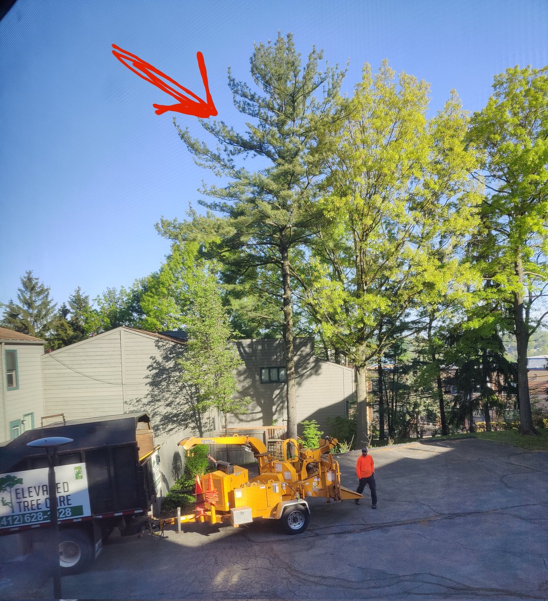 Goodbye, tree. ☹️ A large quantity of trees are going to be cut down today. Some for good reasons, others not so much. It's going to be a sad, loud day.