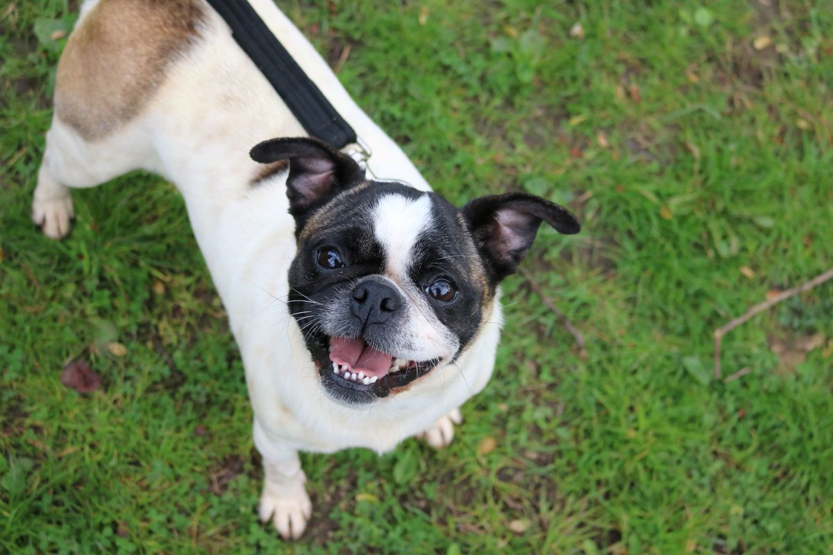 SMILE! Freda is here to brighten up your Wednesday 😁 Can you believe this little lady is still available for adoption? 🥰 Check her out on our website today and add her to your favourites whilst applying 🐾 Find her at: tinyurl.com/3dzhuybv 💗