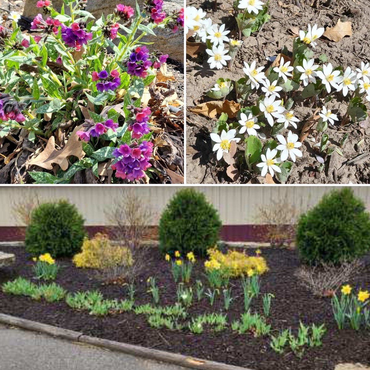 Here’s some of what all of those April showers & our busy groundskeeper were busy creating. Happy May! We love the beauty that appears at the park every Spring. It grows bigger and more gorgeous as the summer goes on. #fyp #mayflowers #gardening #sun #love #lifeisgood #zoo