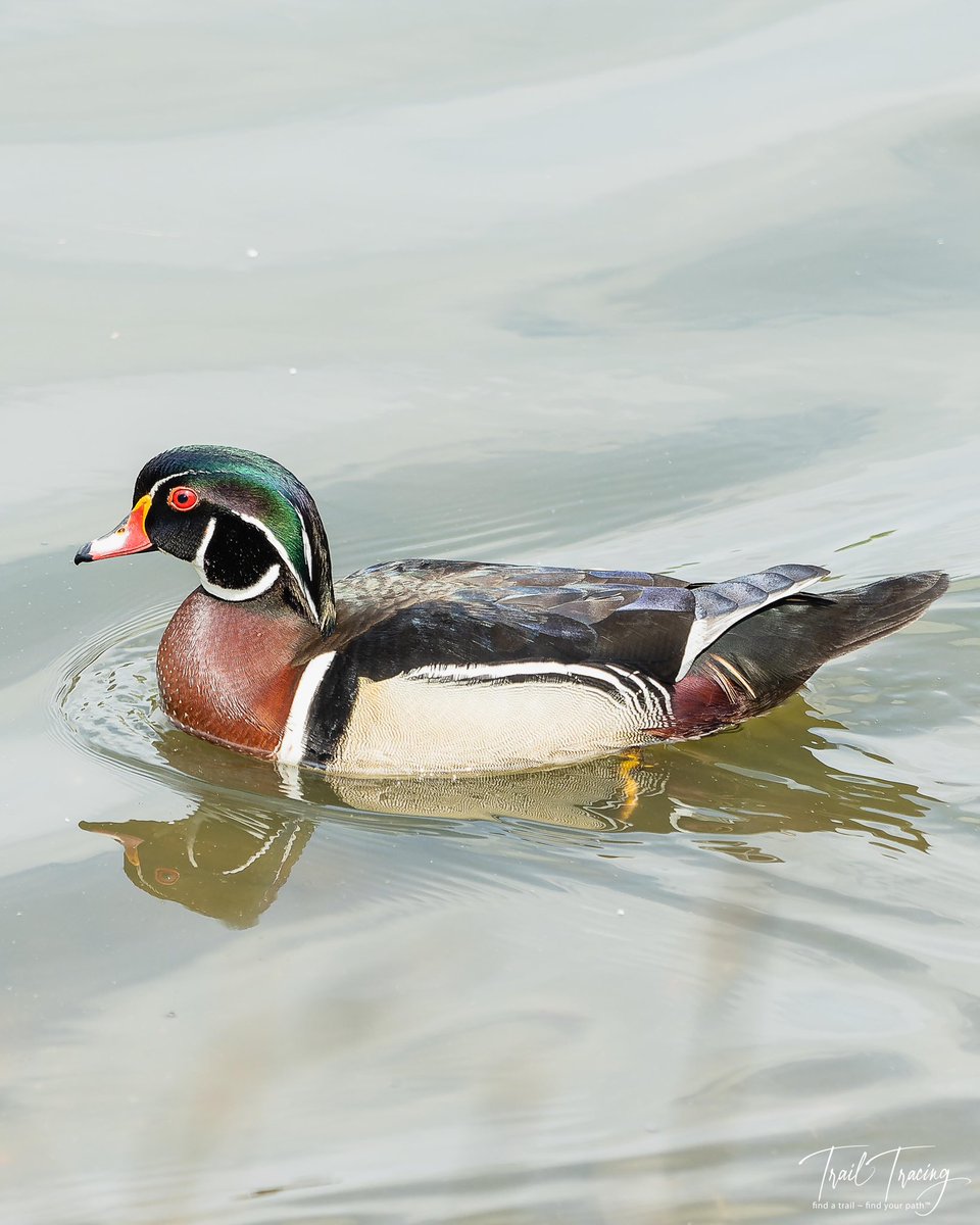 🎶 How much wood could a wood…Wood Duck.
#woodduck #northpond #cityparks #trailtracing #seethingsdifferently #Olympus #OMSystem #artinature #instanature #naturelovers #takeahike #closeupphotography #naturephotography #naturebreak