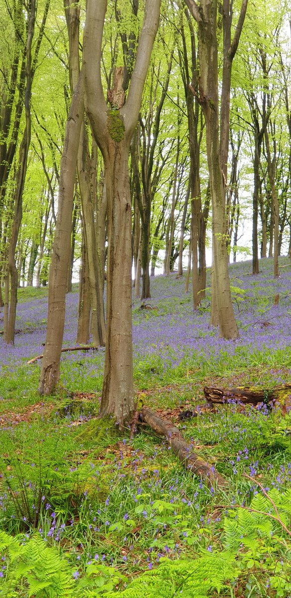 Beech wood bluebells at Beltane. A Happy #MayDay2024 to see these woods, these flowers today💙💚