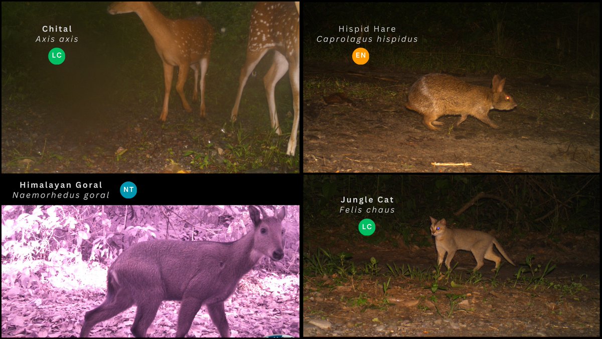 Urjit Bhatt (@urjit_bhatt) on Twitter photo Publication alert! Our research in Manas National Park photo-captures rare and uncommon mammal species through camera traps. Read the full article here: bnhsjournal.in/index.php/bnhs… <a href="/moefcc/">MoEF&CC</a> <a href="/wii_india/">Wildlife Institute of India</a> <a href="/vrtiwari1/">Virendra Tiwari</a> <a href="/serbonline/">SERB</a> <a href="/manasnptr/">Manas Tiger Reserve</a> <a href="/Himalayanwolf1/">Dr. Salvador Lyngdoh</a> #cameratraps #conservation Publication alert! Our research in Manas National Park photo-captures rare and uncommon mammal species through camera traps. Read the full article here: bnhsjournal.in/index.php/bnhs… <a href="/moefcc/">MoEF&CC</a> <a href="/wii_india/">Wildlife Institute of India</a> <a href="/vrtiwari1/">Virendra Tiwari</a> <a href="/serbonline/">SERB</a> <a href="/manasnptr/">Manas Tiger Reserve</a> <a href="/Himalayanwolf1/">Dr. Salvador Lyngdoh</a> #cameratraps #conservation