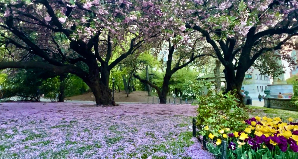 Spring ❣️

#ProspectPark #Brooklyn #Spring #CherryBlossoms #CherryBlossomSnow #GrandArmyPlaza #MorningJoe