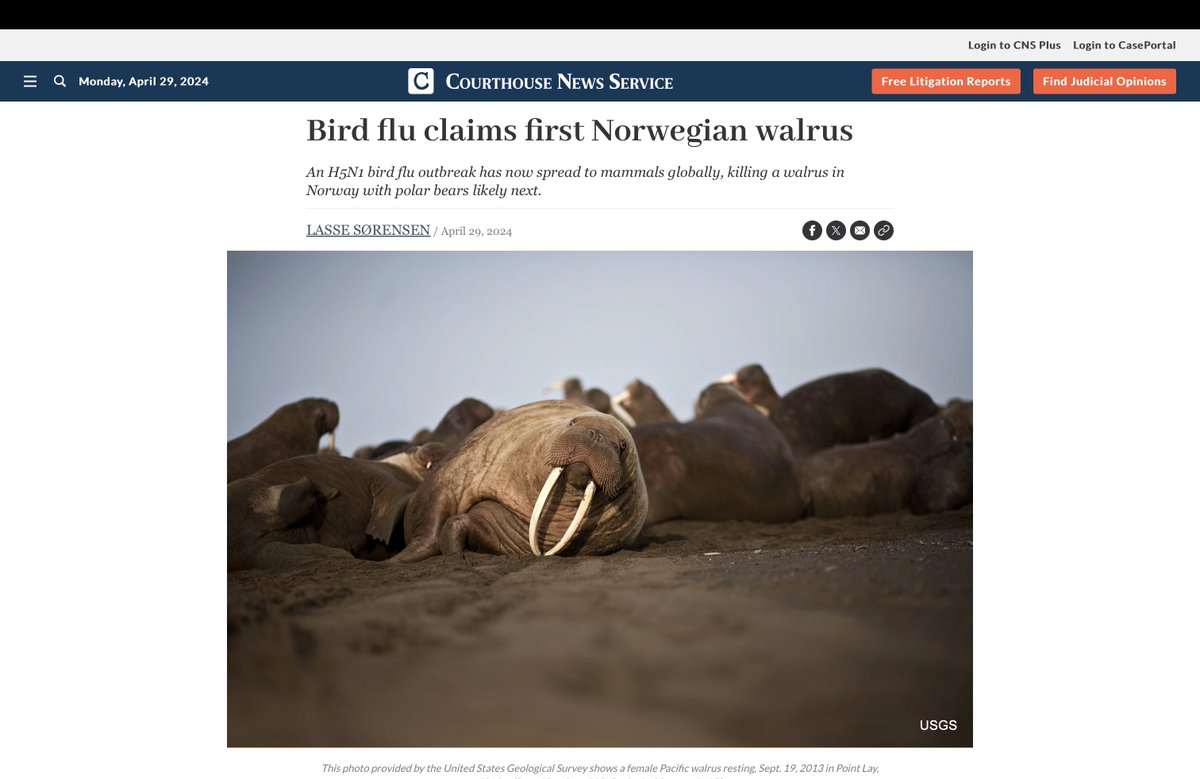 Walrus in Svalbard with avian influenza. This is a concerning situation for many species. Who scavenges a dead walrus in the Arctic? Polar bears, Arctic fox & more birds. courthousenews.com/bird-flu-claim…