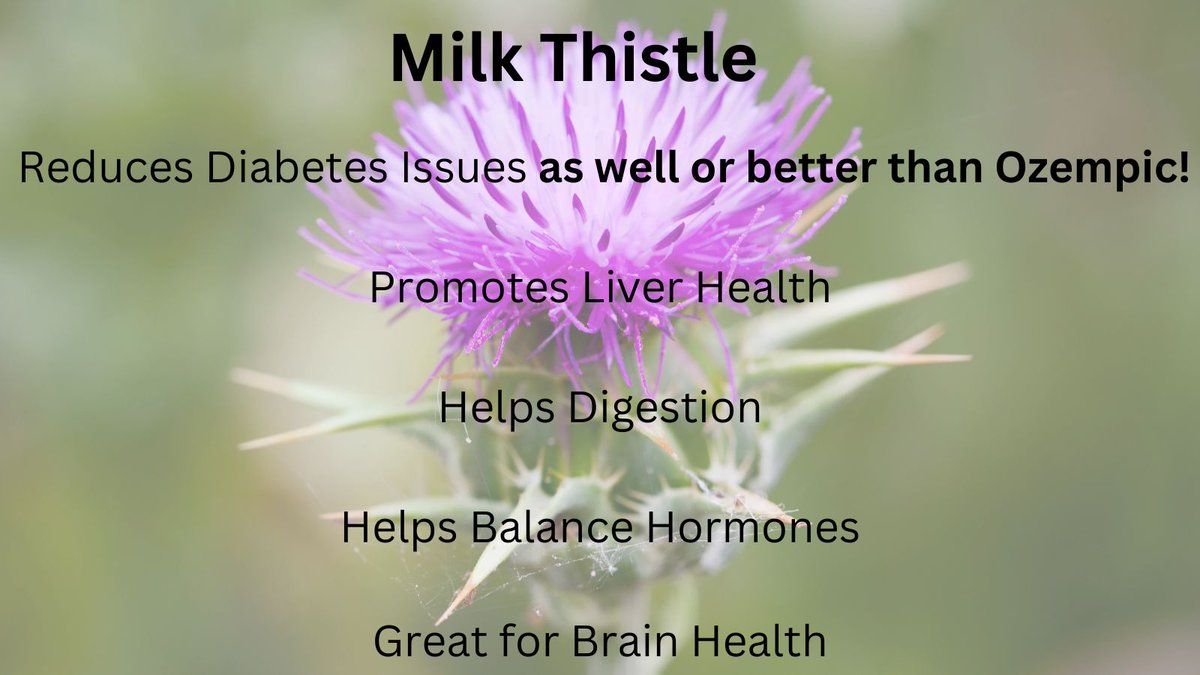 If you are new to herbal remedies, one you should consider is milk thistle. This herb impressively reduces hemoglobin A1C in people with diabetes quite significantly. In fact, milk thistle reduces hemoglobin A1C by almost 2 points overall. Move over Ozempic!! Ozempic drops…