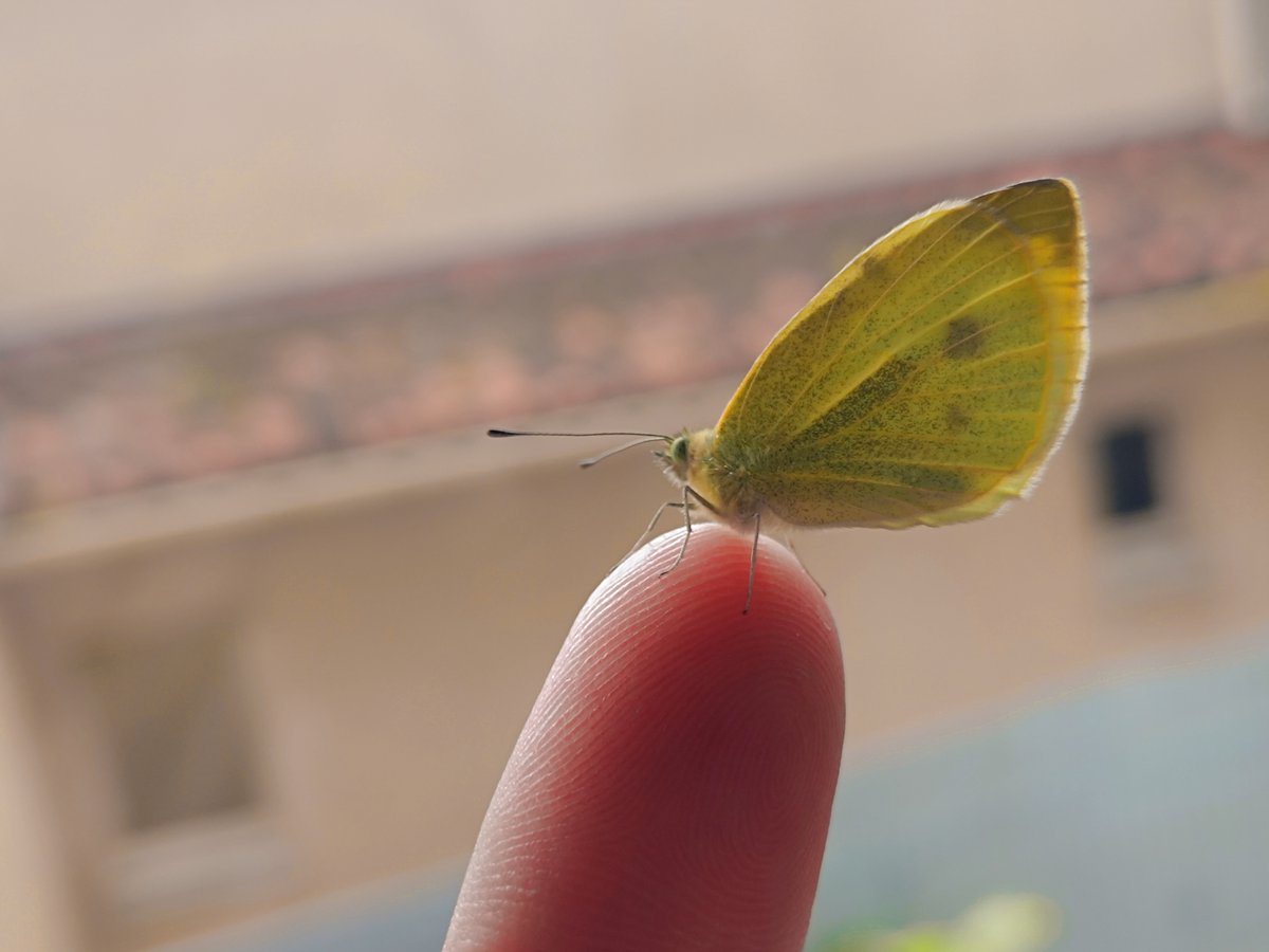 hammer_beam's tweet photo. 2 weeks ago, I found this little green caterpilar in my plants. I decided to take it away and took care of it. It quickly turned into a chrysalid.
This morning I was happy to find out a yellow butterfly came out of it. So i took it out and let it fly away.
You're free now.. ♥ https://t.co/tTmsb6fejq