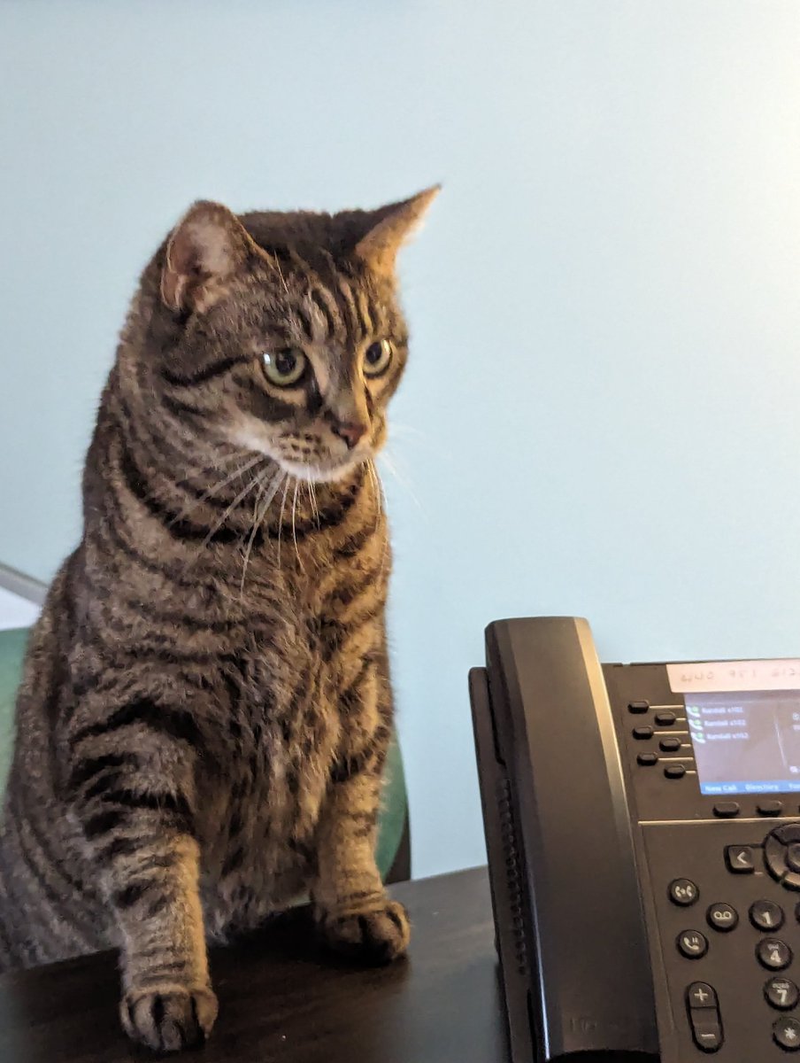 My new office assistant is generally horrible at meeting deadlines, but she certainly is loving and she literally purrs when she's on calls! #adoptacat