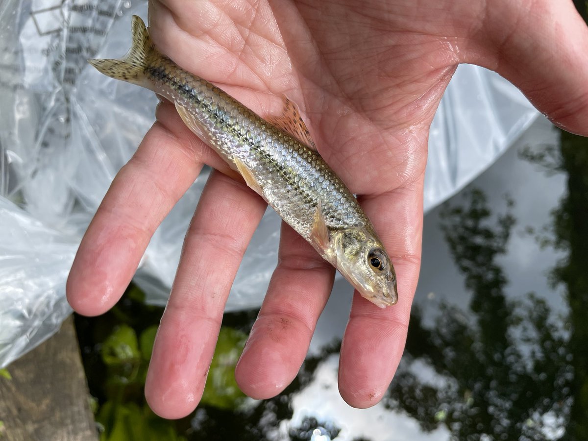 Couple of beautiful gudgeon added to my pond now also!