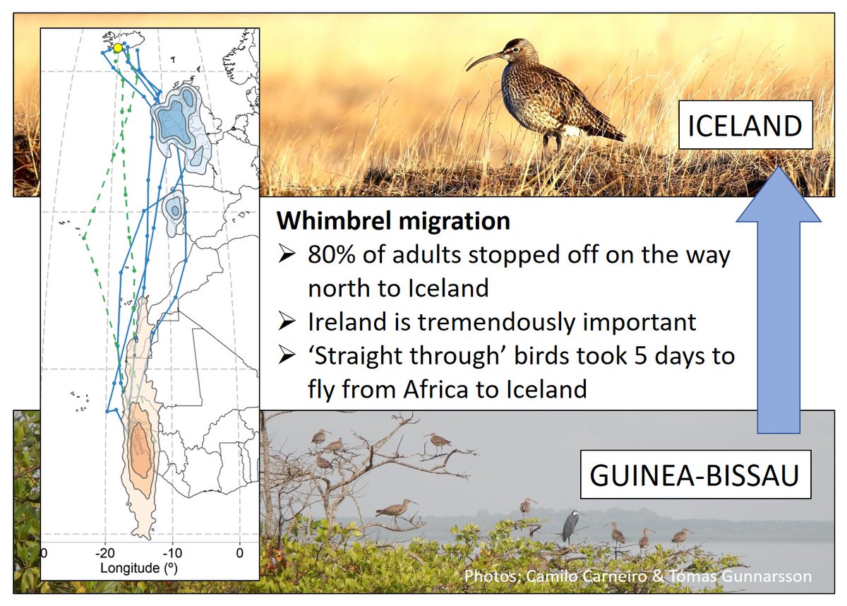 @ljcolli @CurlewAction @curlewcalls @CBWPS1 @CornwallBirding @Natures_Voice @BTO_Cornwall @BirdGuides @CwallWildlife @RSPBbirders @NatureUK @WildlifeTrusts A few #Whimbrel can fly straight from West Africa to #Iceland but most need to refuel. In 2022 we saw birds coming in off the sea at Eyrarbakki (south Iceland), having flown for five days without stopping. They looked so tired! wadertales.wordpress.com/2022/04/27/whi…