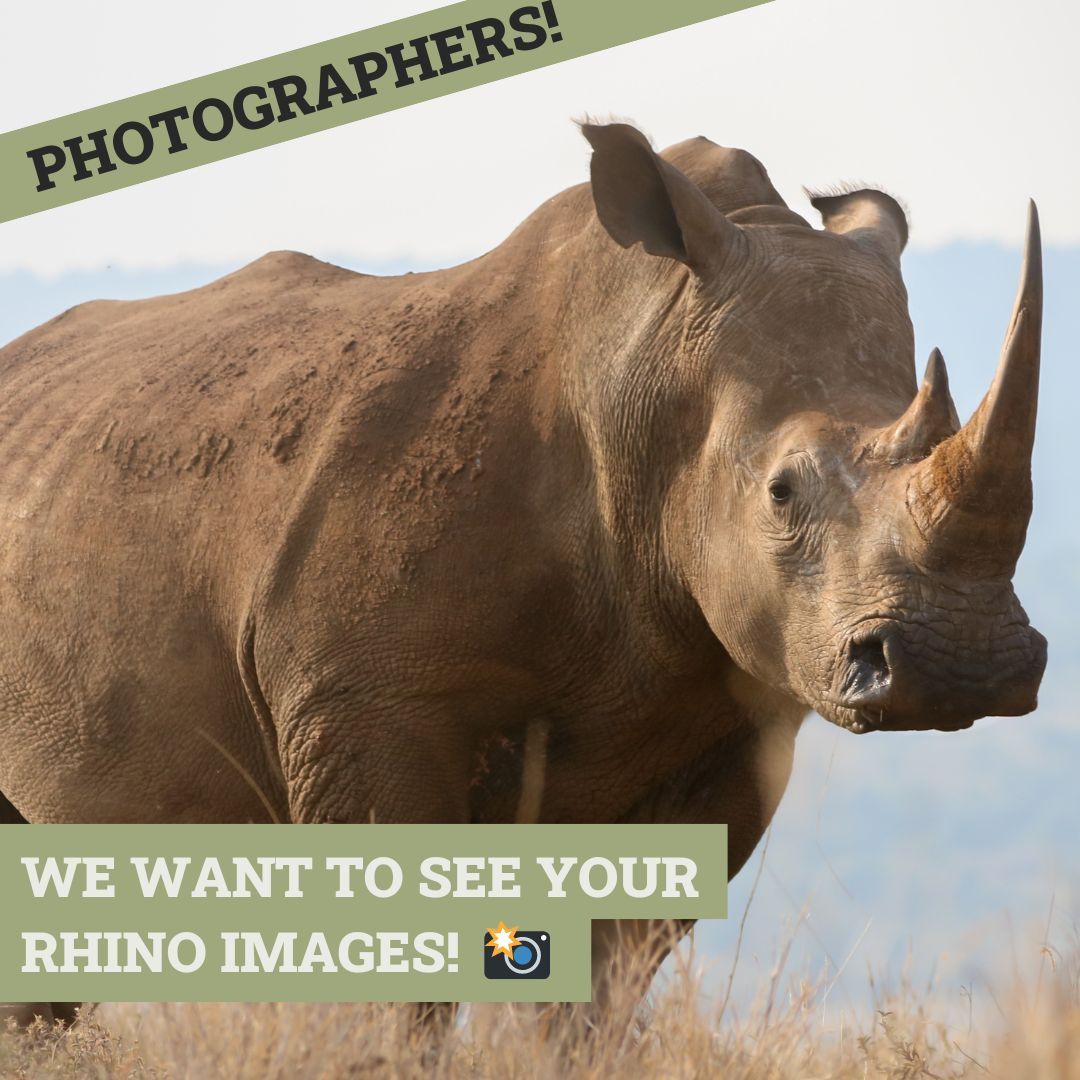 Today marks the start of Photo Month! As we have so many amazing photographers within our community, we want to celebrate you! To enter, simply tag us in your best images. Zoo or wild rhinos, we don’t mind, we just want to celebrate this amazing animal! 🦏 #wildlifephotography