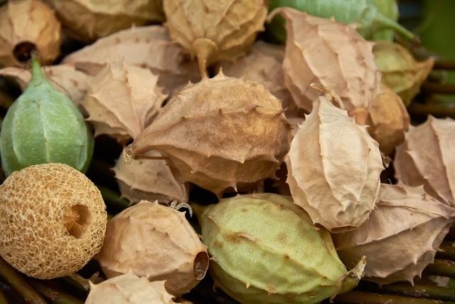 BUCHINHA DO NORTE Buchinha-do-norte: para que serve e riscos para a saúde Buchinha-do-norte é uma planta medicinal, da espécie Luffa operculata, muito utilizada para auxiliar no tratamento de sinusites e rinites, já reduz o inchaço nasal e possui ação expectorante e…