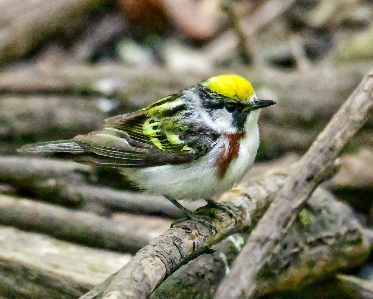 Good morning from Central Park! I was sitting like a potato drinking my morning coffee and look who dropped down to say hello: my FOS(first of the season) Chestnut-sided Warbler!!! These guys are one of my favorites. Isn't he dapper???😃❤️