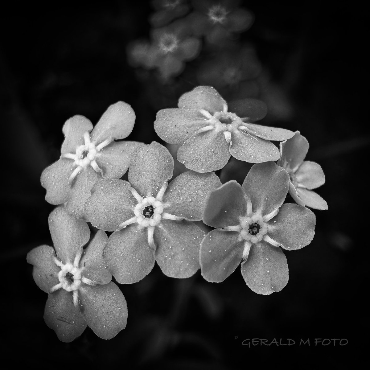 [ Forget Me Not ] Even it‘s not the weekend here‘s a first attempt for #bnw_macro in macro mode by iPhone 15Pro. First image straight out of phone, second image only edited ◾️◽️ #macrophotography #blackandwhitephotography #ThePhotoHour #BlackAndWhiteMacro #flowerphotography