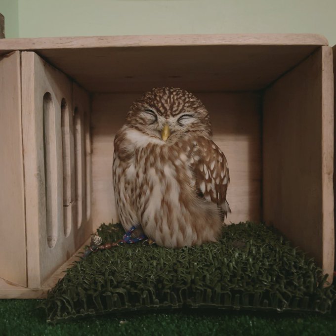  ふくろうの里 Owl Village