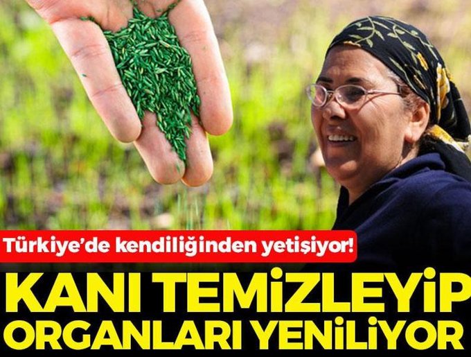 Türkiye'de kendiliğinden yetişiyor

🔸Kanı temizleyip organları yeniliyor
posta.com.tr/galeri/turkiye…