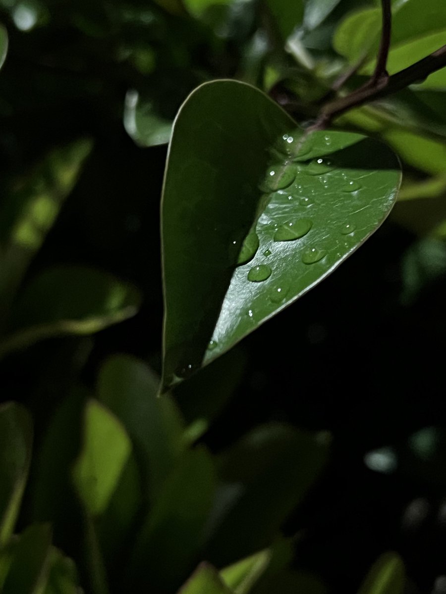 葉っぱと雨粒

#写真好きな人と繋がりたい 
#キリトリセカイ #snap 
#photooftheday 
#shotoniphone #photography