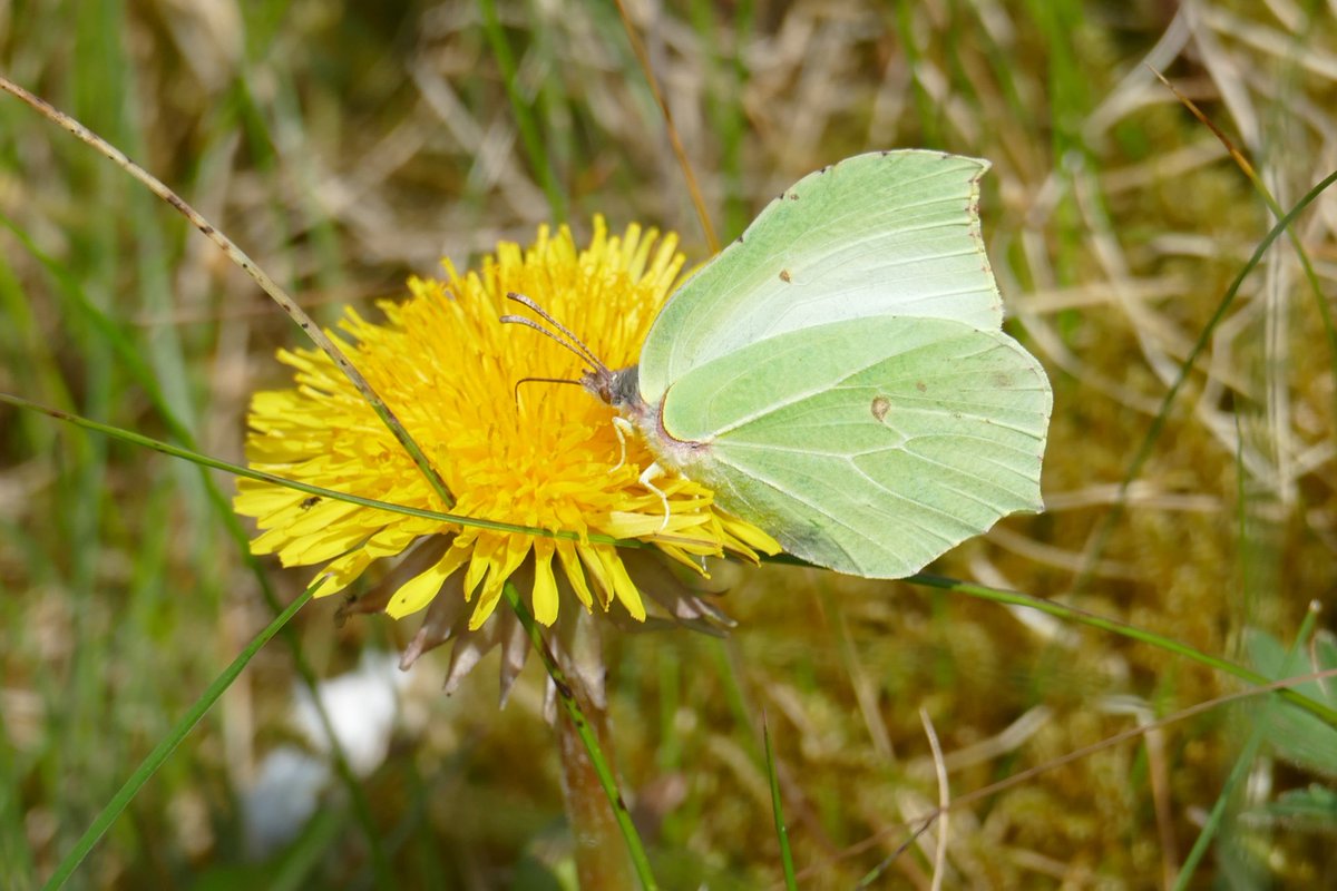 Brimstone seen at Fishmoor Reservoir, Blackburn on 1 May 2024.