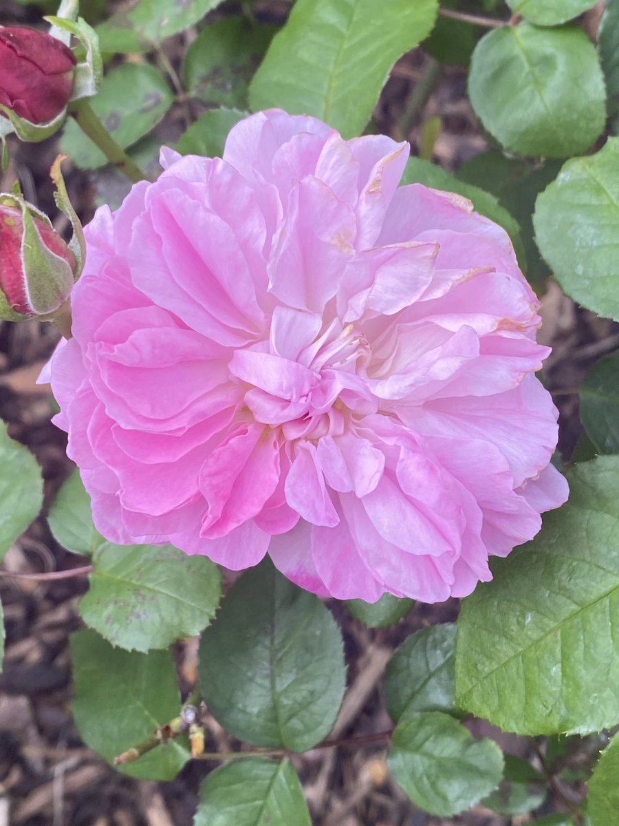 It’s #RoseWednesday so bring on the pink this first day of May! #flowers #MayDay2024 🌸