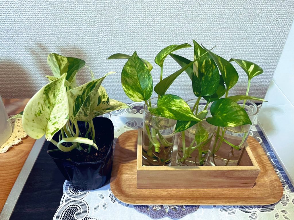 ポトスちゃん。
たまに行く観葉植物のお店覗いてみたら、ミックスだけど白くて可愛いのあって一目惚れ購入☺️
鉢底石なかったのでAmazonでポチッとお取り寄せ。植替えは明後日します☘️
右のは只今水栽培中。もう少し根っこ出てきたら土に植えるんだ🌴