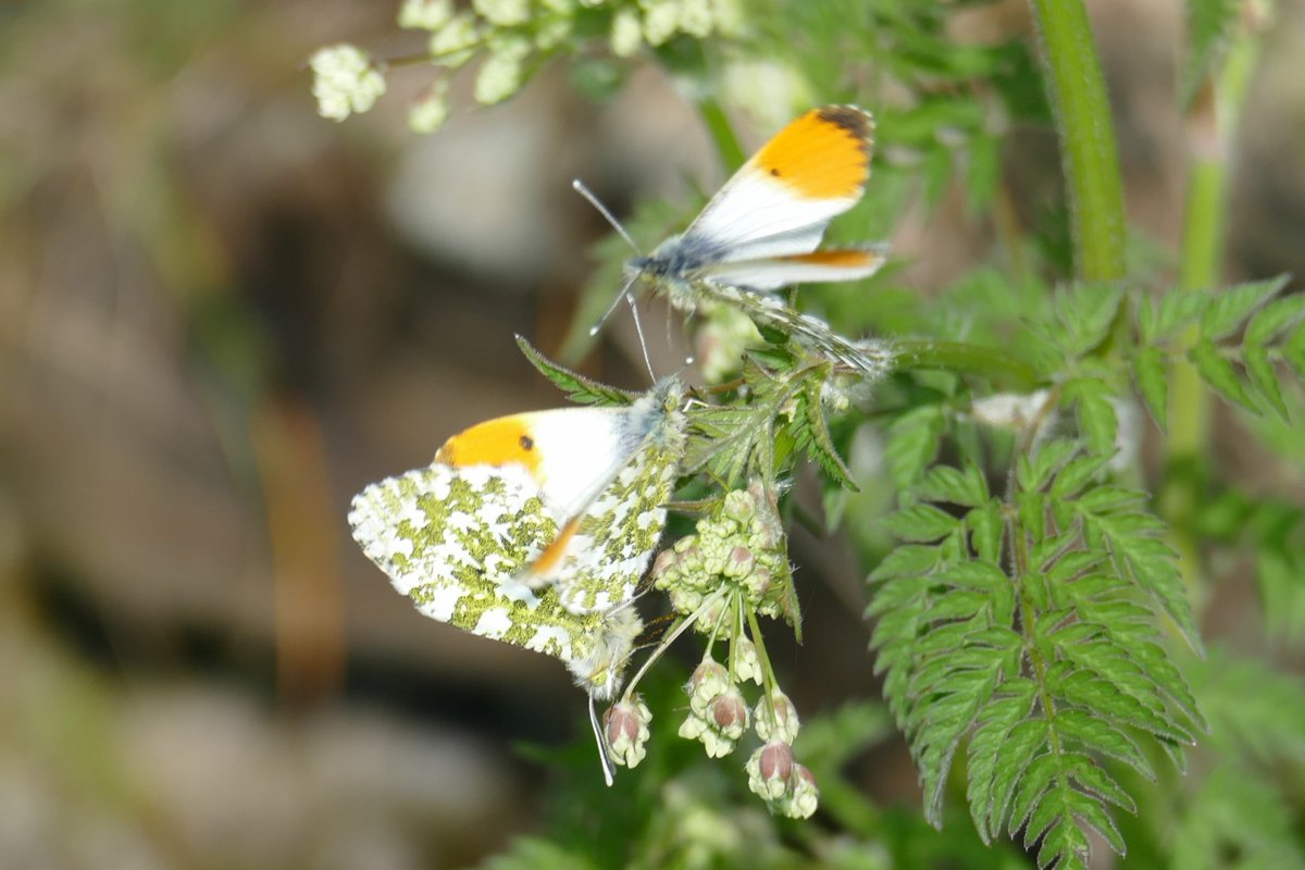 Orange-tip seen at Fishmoor Reservoir, Blackburn on 1 May 2024. Contribute your own sightings at: lancashire-butterflies.org.uk/report.