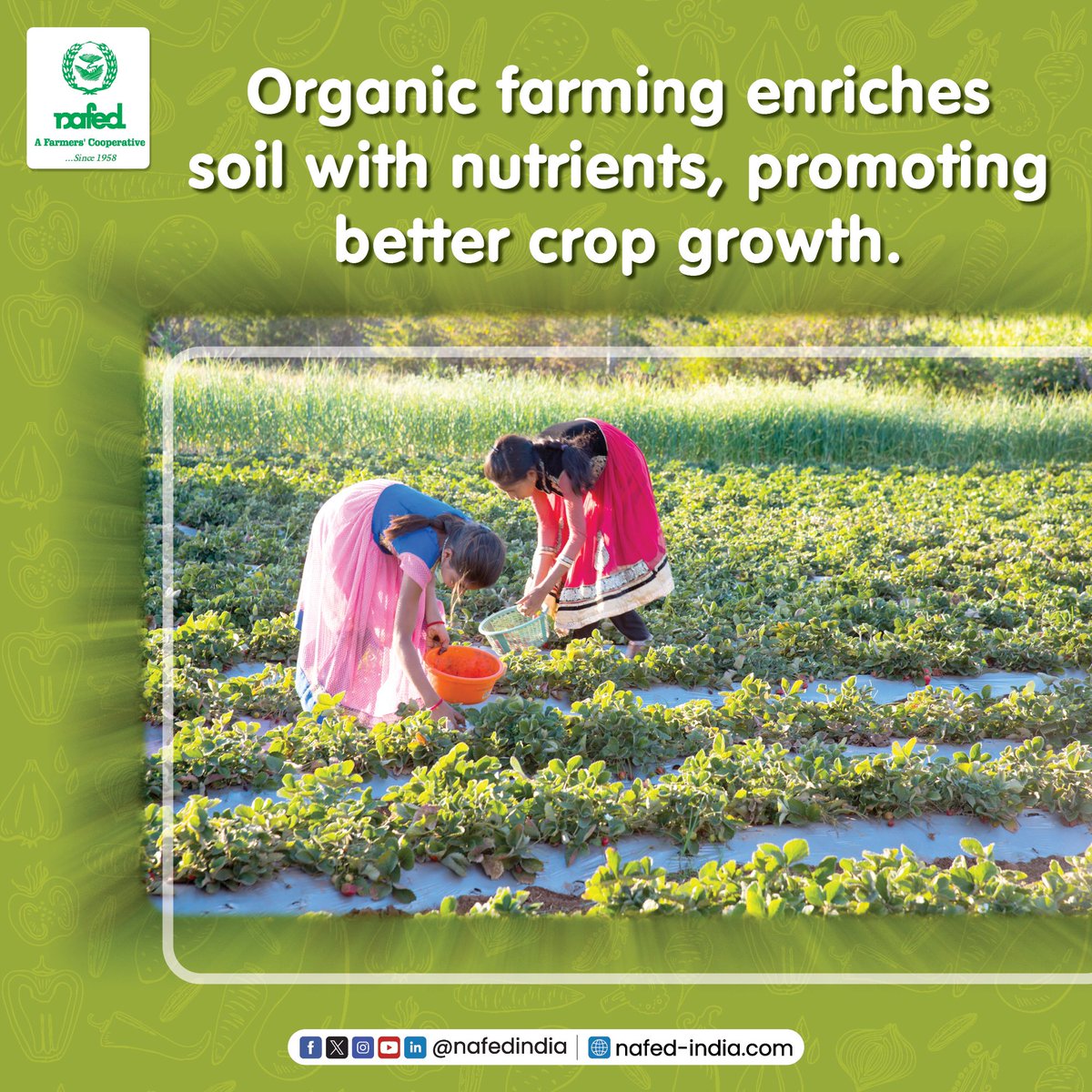 Grow better crops with nature! Organic farming boosts soil nutrients for healthier crop. No synthetic chemicals, just compost and crop rotation for sustainable, nutritious harvests. 

#NAFED #NAFEDIndia #Farmers #Sustainability #gogreengonafed #agriculture #organicfarming…