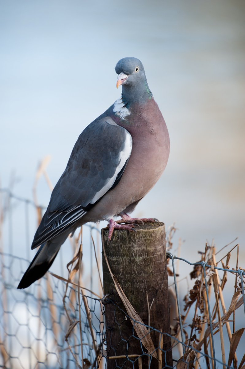 Wood Pigeons. I think they're rather beautiful... regal even! #woodpigeon #pigeons