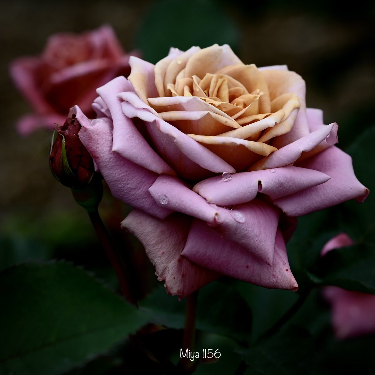 One of my favorite roses. Name is 禅 ( ZEN ). #RoseWednesday