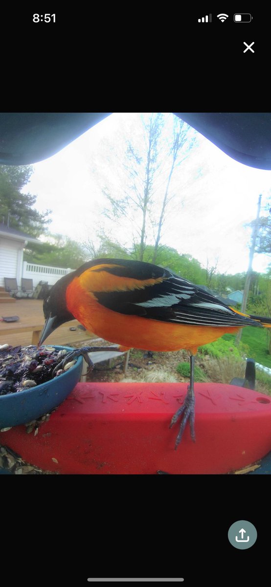 First oriole of the spring! (Yes I need to clean the lens on my feeder)