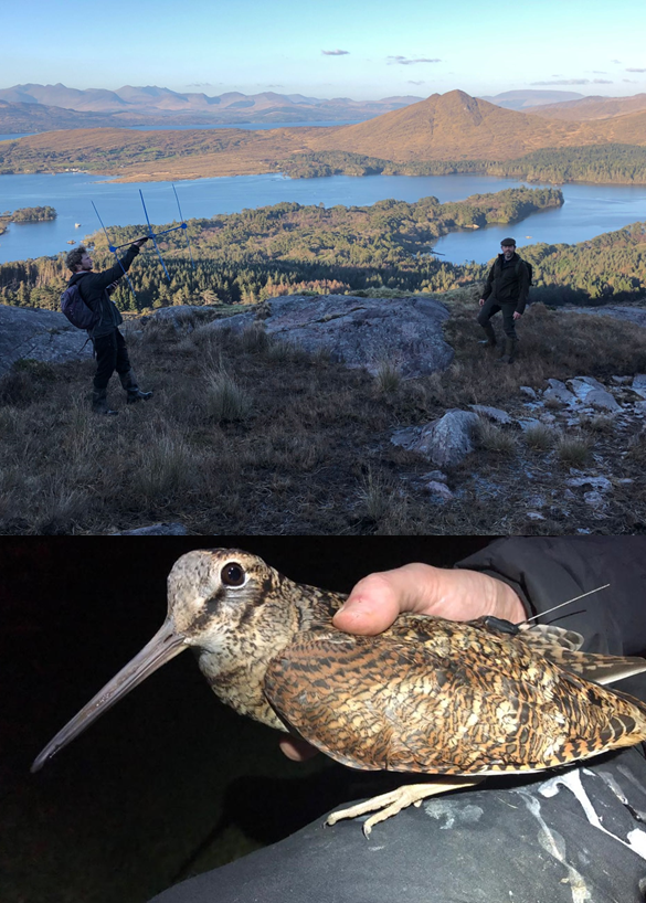 Really, really happy to say that I have finally submitted my PhD thesis. It's a culmination of 5 long years of tough but incredibly rewarding research on #woodcock across Ireland. Thanks so much to everyone who supported me through this journey - roll on the viva! #PhDdone