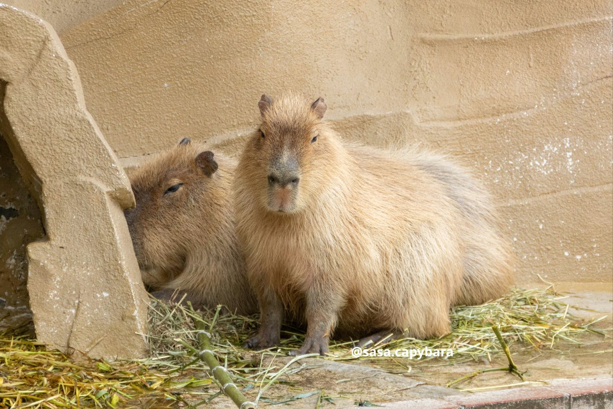 徳山動物園のサワくん(奥)とツキミちゃん(前)ぴったりくっついて休んでいました。仲が良さそうです😆　
#カピバラ
#徳山動物園