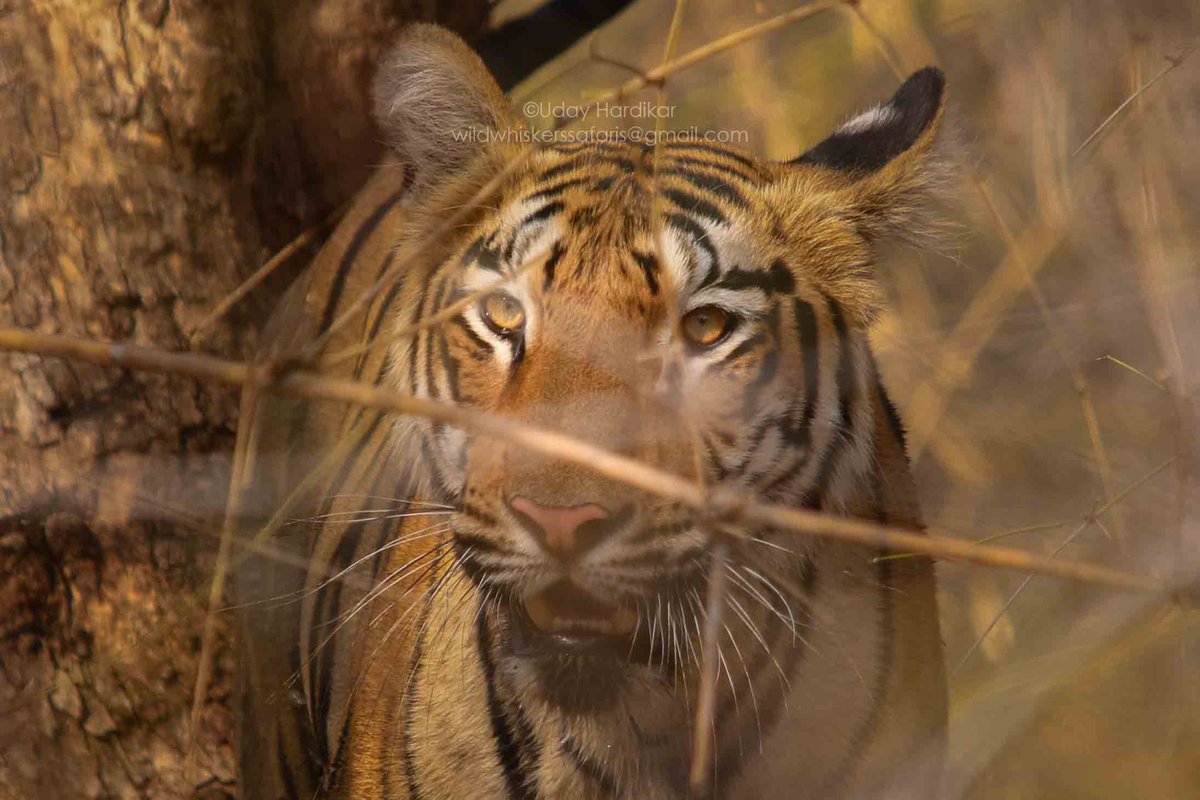 EYES - windows to the soul

Tadoba diaries

#TwitterNatureCommunity 
#IndiAves #NatureBeauty #nikonphotography #ThePhotoHour 
#nature_perfection #natgeowild #natgeoindia #EarthCapture #wildlifeiG #Nikon #tadoba #eye #tiger