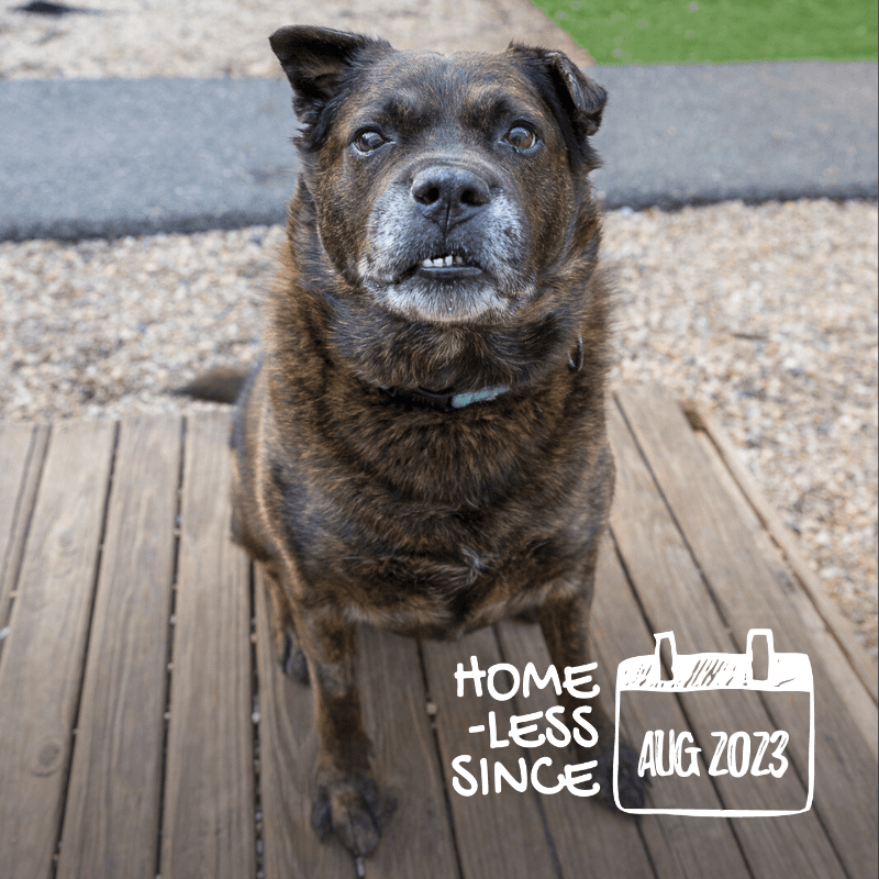 It's impossible to look at this face and not want to take this brindle boy home. Rock is an older fella who wants nothing more than a loving home with kind people who will give him lots of stuffies (to shred, natch) and a cozy couch for naps. petsforpatriots.org/forget-me-not/… No animal -