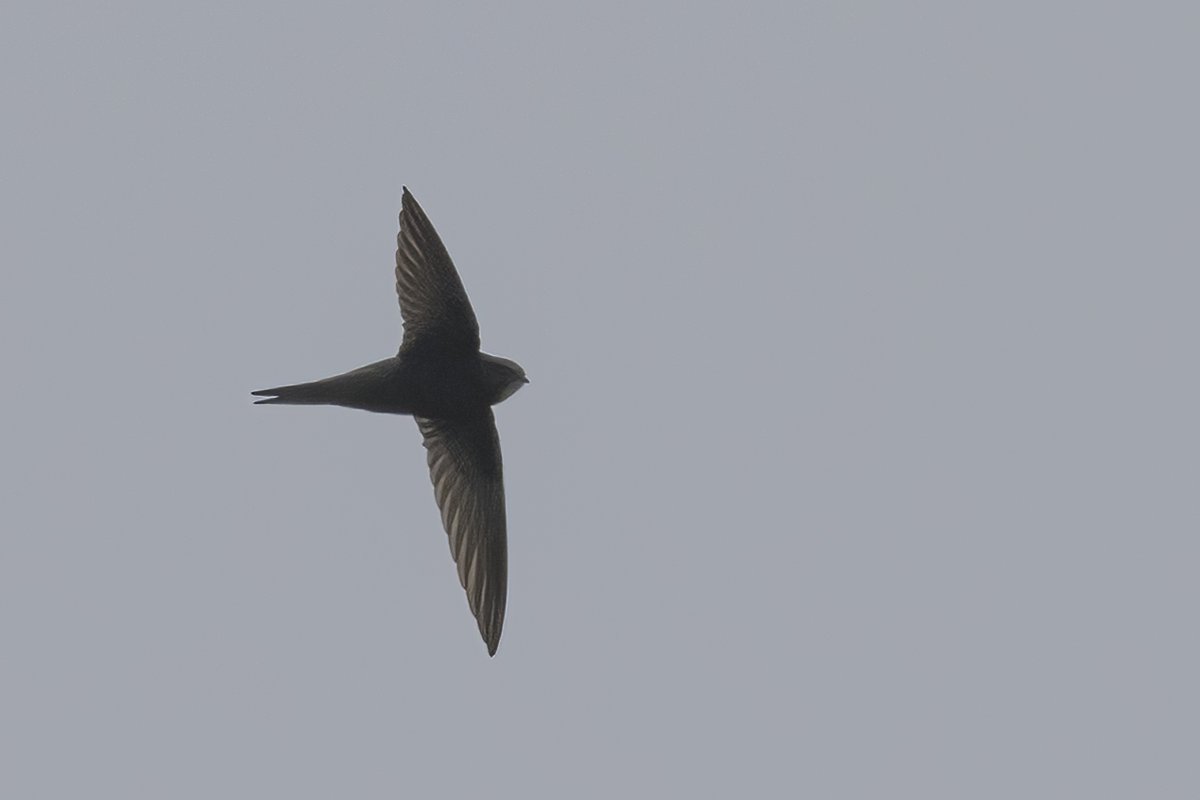 A smart Stonechat and our first Common Swift of the year, at Goldcliff this morning #gwentbirds #gwentwildlife