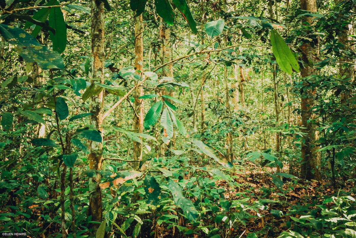 New study on Congo's forest types, co-authored by WCS, can inform conservation and natural resource management efforts. bit.ly/4a3h4wb