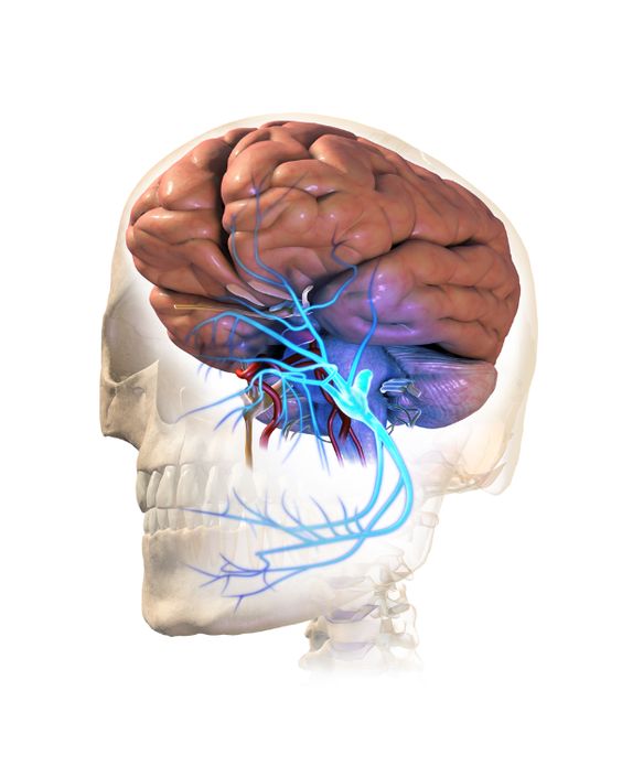 NATURAL SUPPORT FOR #NEURALGIA:

Facial Neuralgia includes a group of painful conditions affecting the #cranialnerves, #facialpain and #pain inside the mouth ranging from mild burning to excruciating.

regenerativenutrition.com/natural-supple…