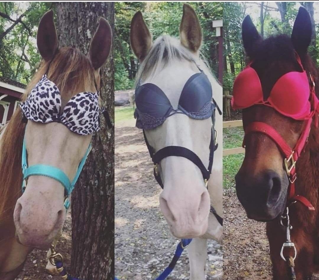 The Secretariat Spring Collection of bra and halter sets are out!!