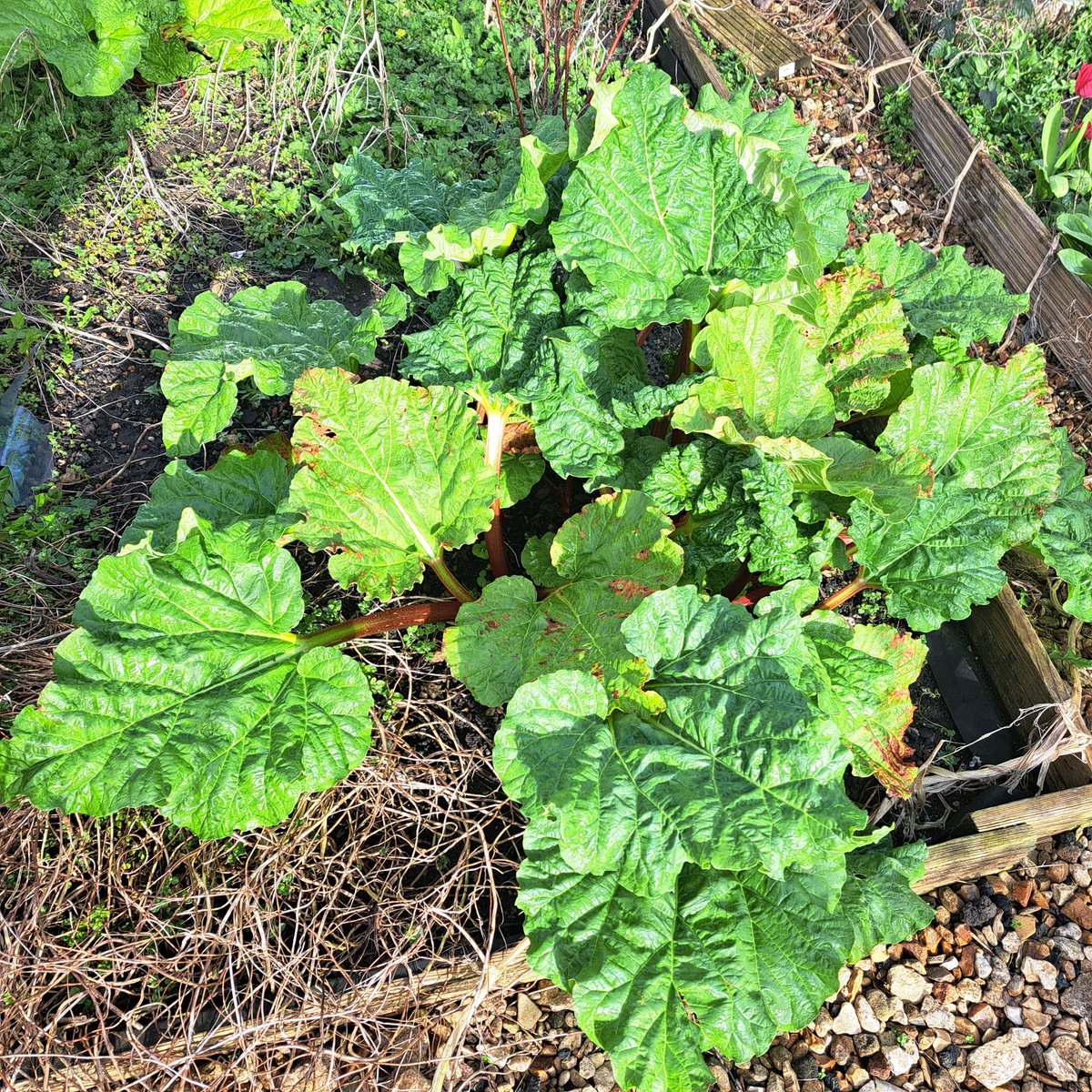 New on my blog this week: I'm Talking #Rhubarb - a celebration of the fruit now taking over my #Cotswold garden (plus a link to the old #EricSykes silent film, 'Rhubarb Rhubarb'!) authordebbieyoung.com/2024/05/01/tal…