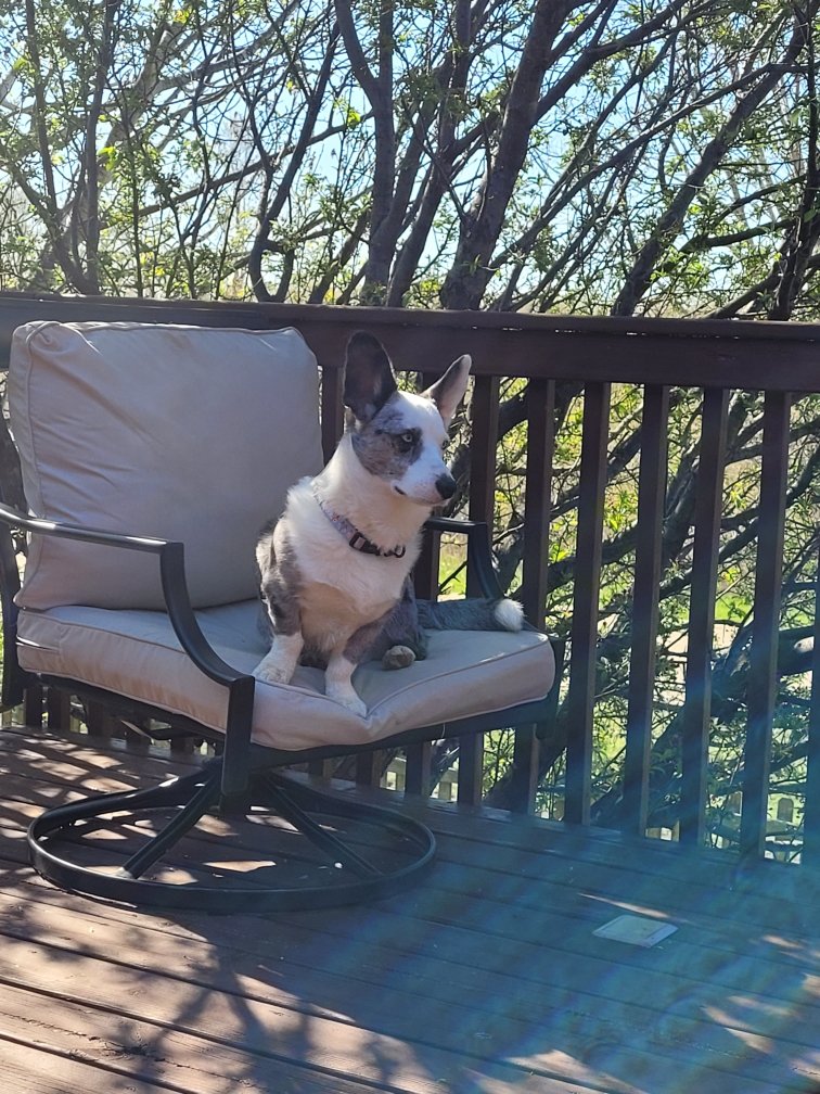 Spending time on my outside throne! #CorgiCrew