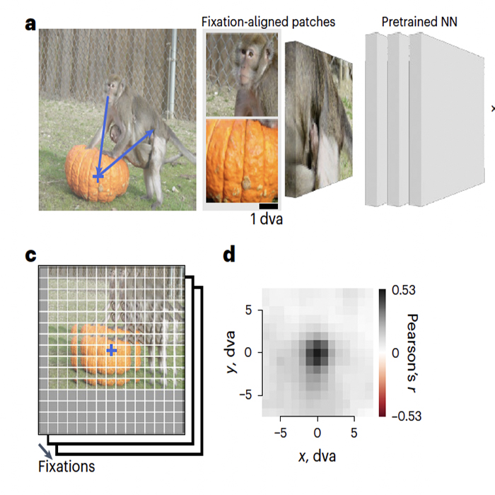 Stable world perception in the presence of ubiquitous eye movements: Challenging current interpretations. See new work by Will Xiao. klab.tch.harvard.edu/publications/P… 
hms.harvard.edu/news/clue-how-…
