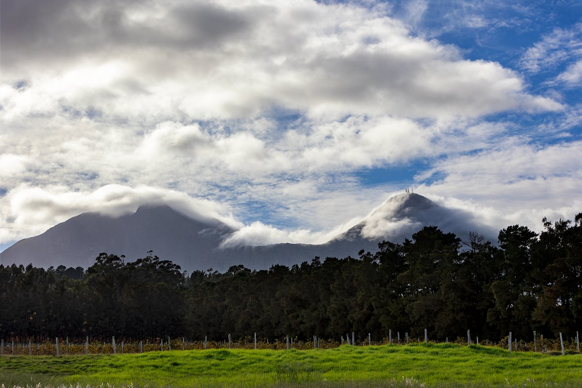 When the Hottentots Holland Mountains that look over our farm our shrouded in morning cloud.